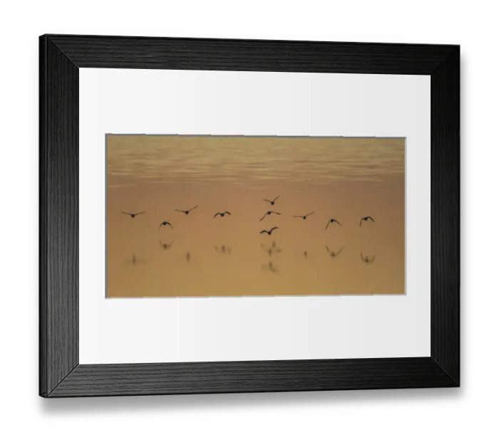 Framed Print : USA, Utah, Antelope Island, Shoveler Ducks fly over the Great Salt Lake during sunset Framed Print : USA, Utah, Antelope Island, Shoveler Ducks fly over the Great Salt Lake during sunset