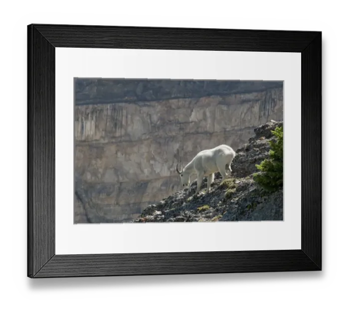 Framed Print : Mountain Goat, Oreamnos Americanus, on rocky ledge, Mount Timpanogas Wilderness Framed Print : Mountain Goat, Oreamnos Americanus, on rocky ledge, Mount Timpanogas Wilderness