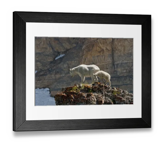 Framed Print : Nanny Mountain Goat and Kid, Oreamnos Americanus, on rocky ledge, Mount Timpanogas Wilderness Framed Print : Nanny Mountain Goat and Kid, Oreamnos Americanus, on rocky ledge, Mount Timpanogas Wilderness
