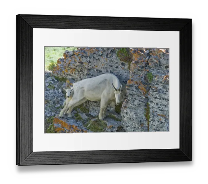 Framed Print : Nanny Mountain Goat and Kid, Oreamnos Americanus, on rocky ledge, Mount Timpanogas Wilderness Framed Print : Nanny Mountain Goat and Kid, Oreamnos Americanus, on rocky ledge, Mount Timpanogas Wilderness