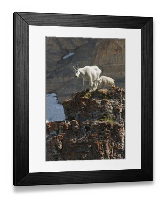 Framed Print : Nanny Mountain Goat and Kid, Oreamnos Americanus, on rocky ledge, Mount Timpanogas Wilderness Framed Print : Nanny Mountain Goat and Kid, Oreamnos Americanus, on rocky ledge, Mount Timpanogas Wilderness