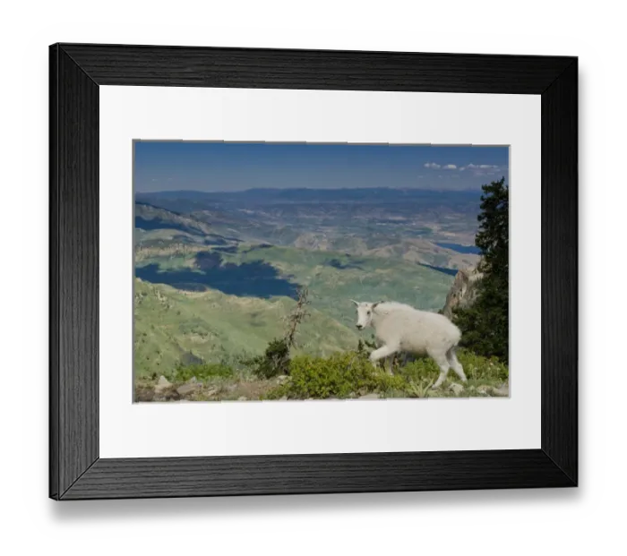 Framed Print : Mountain Goat, Oreamnos Americanus, Mount Timpanogas Wilderness, Uinta-Wasatch-Cache