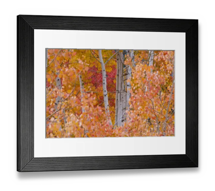 Framed Print : Yellow, Orange, and Red Aspens, Little Cottonwood Canyon, near Alta Ski Resort and Salt Lake City Framed Print : Yellow, Orange, and Red Aspens, Little Cottonwood Canyon, near Alta Ski Resort and Salt Lake City