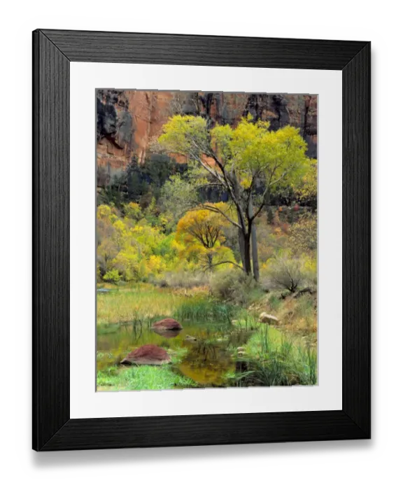 Framed Print : Zion National Park, Utah. USA. Fremont cottonwoods (Populus fremonti) & spring-fed Framed Print : Zion National Park, Utah. USA. Fremont cottonwoods (Populus fremonti) & spring-fed