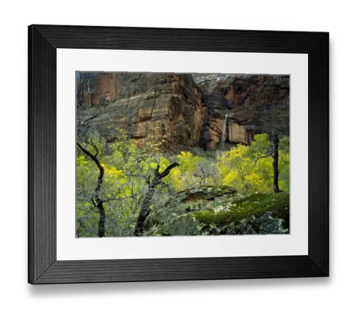 Framed Print : Zion National Park, Utah. USA. Ephemeral waterfall pours over cliff at Weeping Rock Framed Print : Zion National Park, Utah. USA. Ephemeral waterfall pours over cliff at Weeping Rock