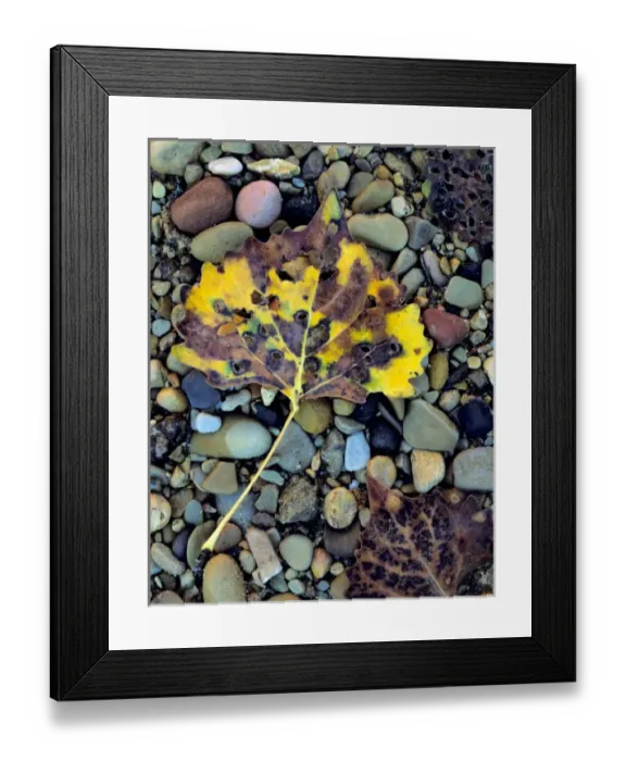 Framed Print : Zion National Park, Utah. USA. Leaf of Fremont cottonwood (Populus fremonti) on flood Framed Print : Zion National Park, Utah. USA. Leaf of Fremont cottonwood (Populus fremonti) on flood