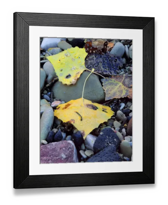 Framed Print : Zion National Park, Utah. USA. Fremont cottonwood leaves (Populus fremonti) on flood Framed Print : Zion National Park, Utah. USA. Fremont cottonwood leaves (Populus fremonti) on flood