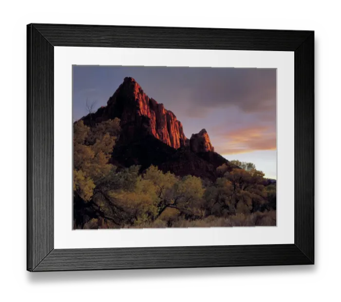 Framed Print : Zion National Park, Utah. USA. Light of sunset on The Watchman above Fremont cottonwood trees Framed Print : Zion National Park, Utah. USA. Light of sunset on The Watchman above Fremont cottonwood trees
