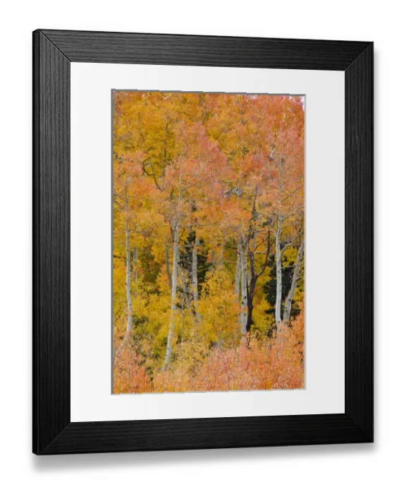 Framed Print : Pine trees among Yellow, Orange, and Red Aspens, Little Cottonwood Canyon, near Alta Ski Resort Framed Print : Pine trees among Yellow, Orange, and Red Aspens, Little Cottonwood Canyon, near Alta Ski Resort