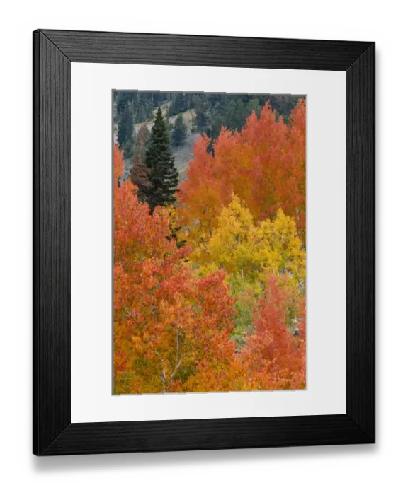 Framed Print : Pine trees among Yellow, Orange, and Red Aspens, Little Cottonwood Canyon, near Alta Ski Resort Framed Print : Pine trees among Yellow, Orange, and Red Aspens, Little Cottonwood Canyon, near Alta Ski Resort
