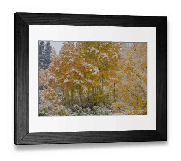 Framed Print : First Snow storm in Autumn, Aspen trees (Populus tremuloides) near Alta, Uinta-Wasatch-Cache Framed Print : First Snow storm in Autumn, Aspen trees (Populus tremuloides) near Alta, Uinta-Wasatch-Cache