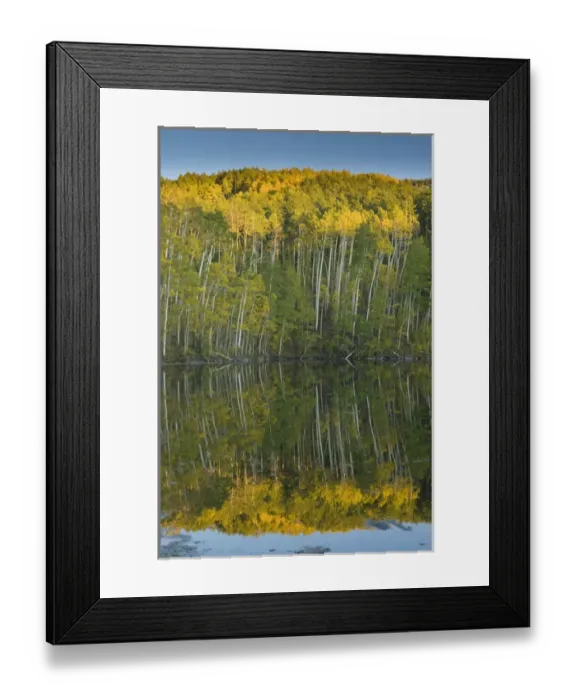 Framed Print : Quaking Aspen (Populus tremuloides) Trees and Reflection, Twin Ponds, FishLake National Framed Print : Quaking Aspen (Populus tremuloides) Trees and Reflection, Twin Ponds, FishLake National