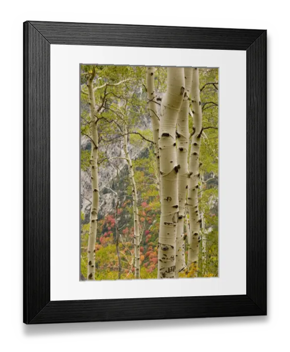 Framed Print : Fall Foliage in Little Cottonwood Canyon, Red Pine Trail, Wasatch-Cache National Forest Framed Print : Fall Foliage in Little Cottonwood Canyon, Red Pine Trail, Wasatch-Cache National Forest
