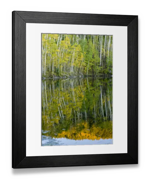 Framed Print : Quaking Aspen (Populus tremuloides) Trees and Reflection, Twin Ponds, FishLake National