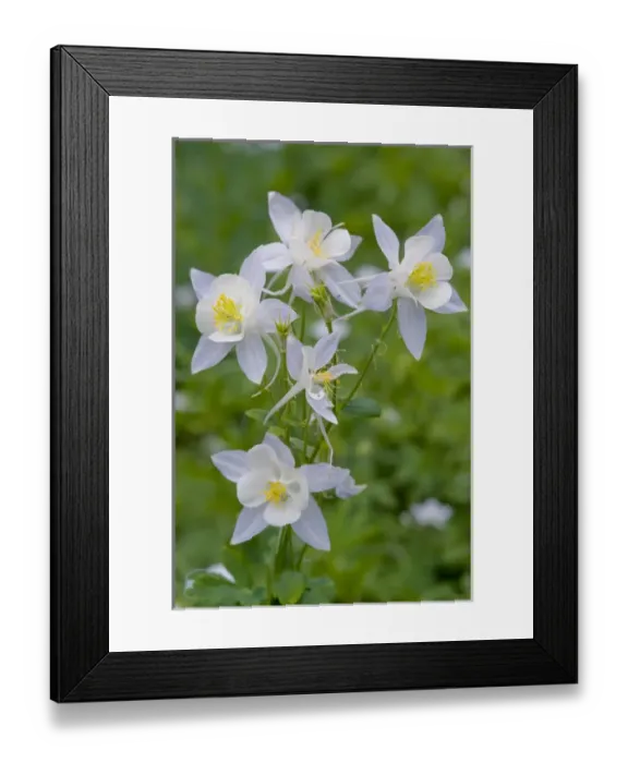 Framed Print : Cluster of Columbine in alpine meadow, Albion Basin, Alta, Utah, Uinta-Wasatch- Cache Framed Print : Cluster of Columbine in alpine meadow, Albion Basin, Alta, Utah, Uinta-Wasatch- Cache
