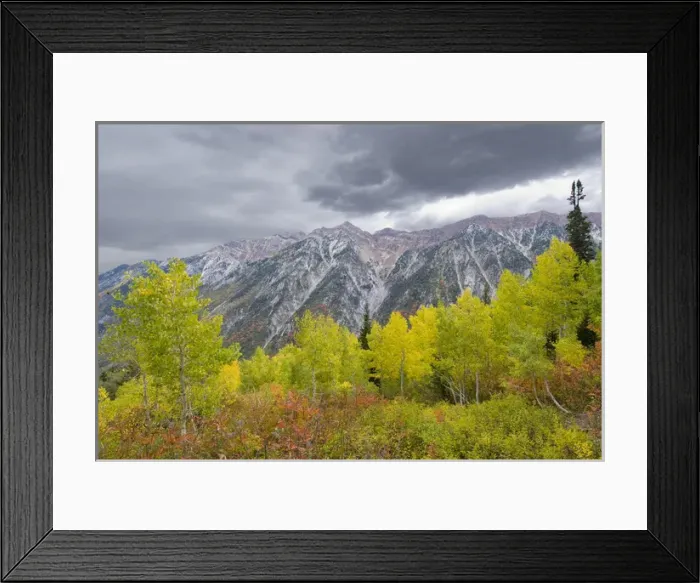 Framed Print : Fall Foliage in Little Cottonwood Canyon, Red Pine Trail, Wasatch-Cache National Forest Framed Print : Fall Foliage in Little Cottonwood Canyon, Red Pine Trail, Wasatch-Cache National Forest