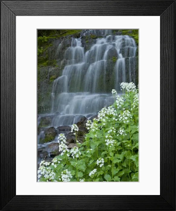 Framed Print : Waterfall and white wildflowers on Aspen Grove Trail, Mt Framed Print : Waterfall and white wildflowers on Aspen Grove Trail, Mt