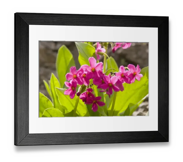 Framed Print : Parrys Primrose, Mount Timpanogas Wilderness, Uinta-Wasatch-Cache National Forest near Provo Framed Print : Parrys Primrose, Mount Timpanogas Wilderness, Uinta-Wasatch-Cache National Forest near Provo