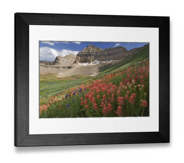 Framed Print : Indian Paintbrush, (Castilleja sp. ) and Lupine, Mount Timpanogas in distance, Mount