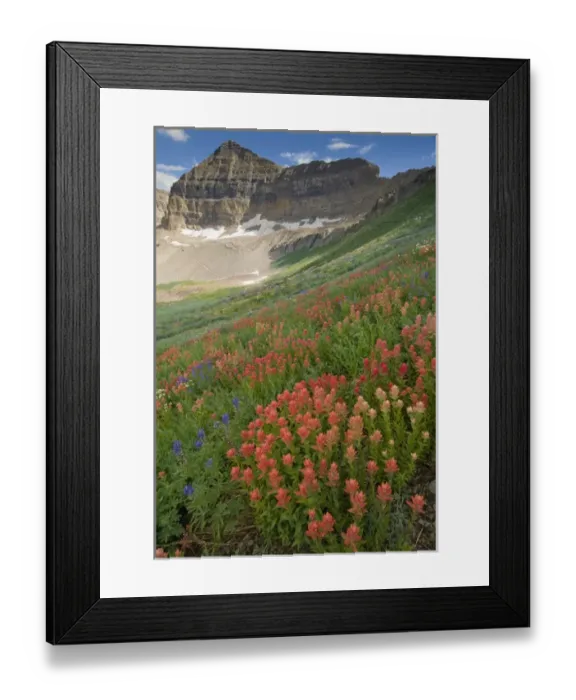 Framed Print : Indian Paintbrush, (Castilleja sp. ) and Lupine, Mount Timpanogas in distance, Mount Framed Print : Indian Paintbrush, (Castilleja sp. ) and Lupine, Mount Timpanogas in distance, Mount