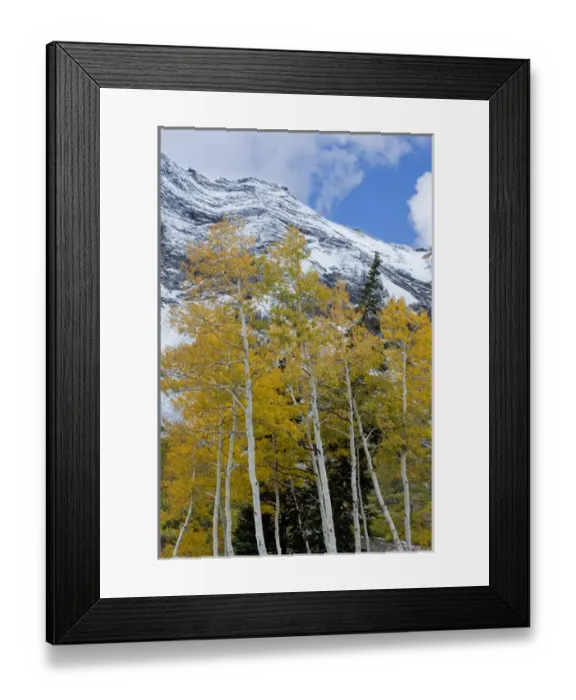 Framed Print : Golden Aspen Trees in fall colors with snow on Mount Superior, Little Cottonwood Canyon Framed Print : Golden Aspen Trees in fall colors with snow on Mount Superior, Little Cottonwood Canyon
