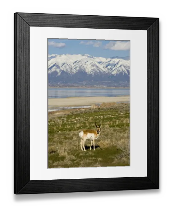 Framed Print : Antelope on Shore of Antelope Island, Northern Wasatch Mountains in Distance, Antelope Framed Print : Antelope on Shore of Antelope Island, Northern Wasatch Mountains in Distance, Antelope