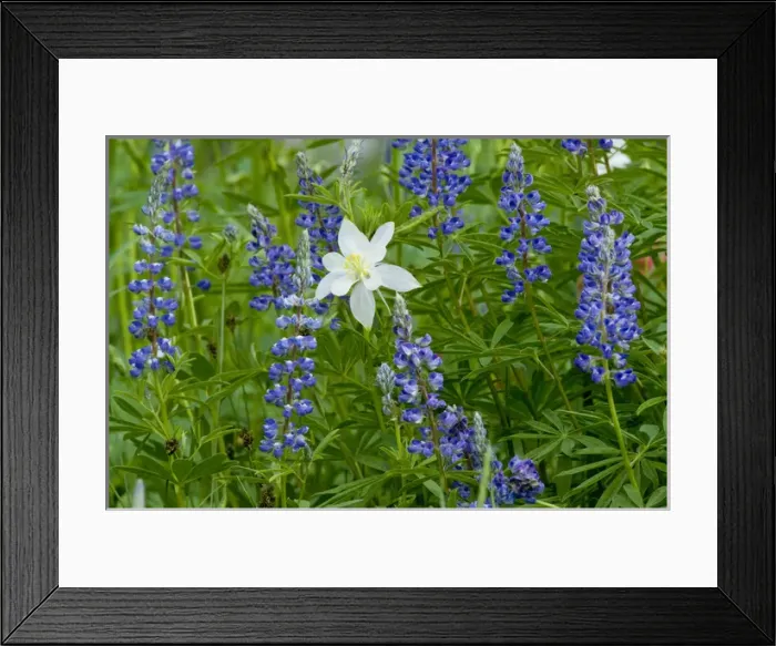 Framed Print : Columbine and Lupine, Albion Basin, Alta, Utah, Uinta Wasatch Cache National Forest Framed Print : Columbine and Lupine, Albion Basin, Alta, Utah, Uinta Wasatch Cache National Forest