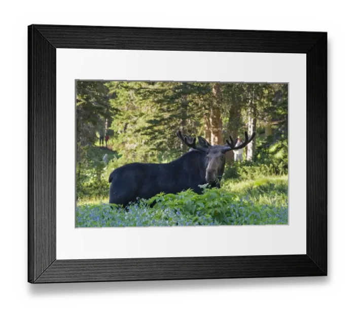 Framed Print : Bull moose (Alces alces) in wildflowers, Little Cottonwood Canyon, Alta Ski Resort Framed Print : Bull moose (Alces alces) in wildflowers, Little Cottonwood Canyon, Alta Ski Resort