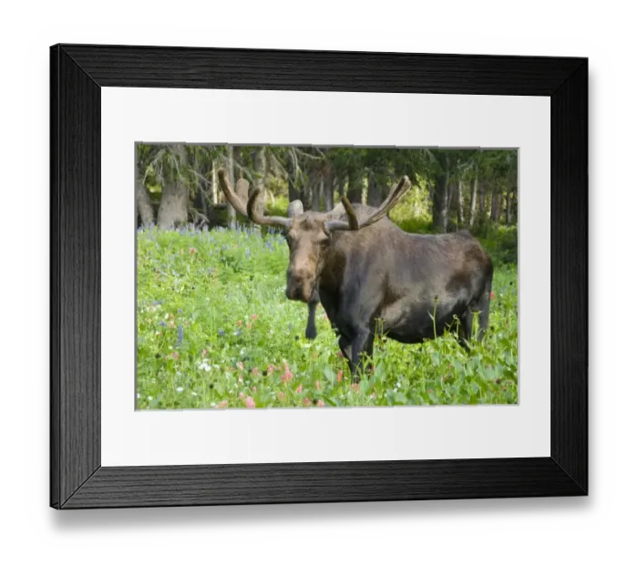 Framed Print : Bull moose (Alces alces) in wildflowers, Little Cottonwood Canyon, Alta Ski Resort