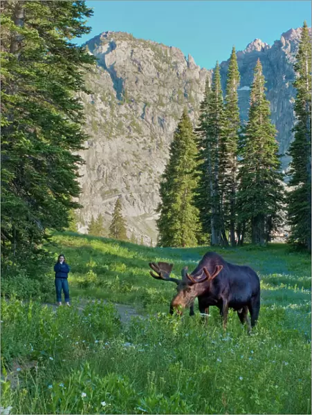 Woman watching Bull Moose, Albion Basin, Alta, Utah, Uinta Wasatch Cache National
