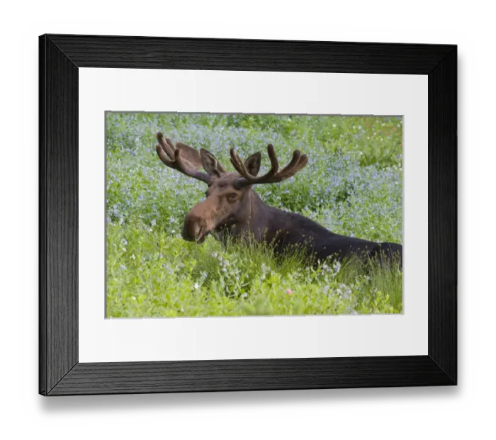 Framed Print : Bull moose (Alces alces) resting in wildflowers, Little Cottonwood Canyon, near Alta Framed Print : Bull moose (Alces alces) resting in wildflowers, Little Cottonwood Canyon, near Alta
