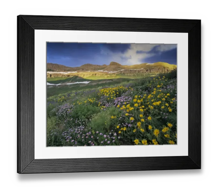 Framed Print : Purple (fleabane) and Yellow (Amica mollis) wildflowers blowing in the wind at sunrise Framed Print : Purple (fleabane) and Yellow (Amica mollis) wildflowers blowing in the wind at sunrise
