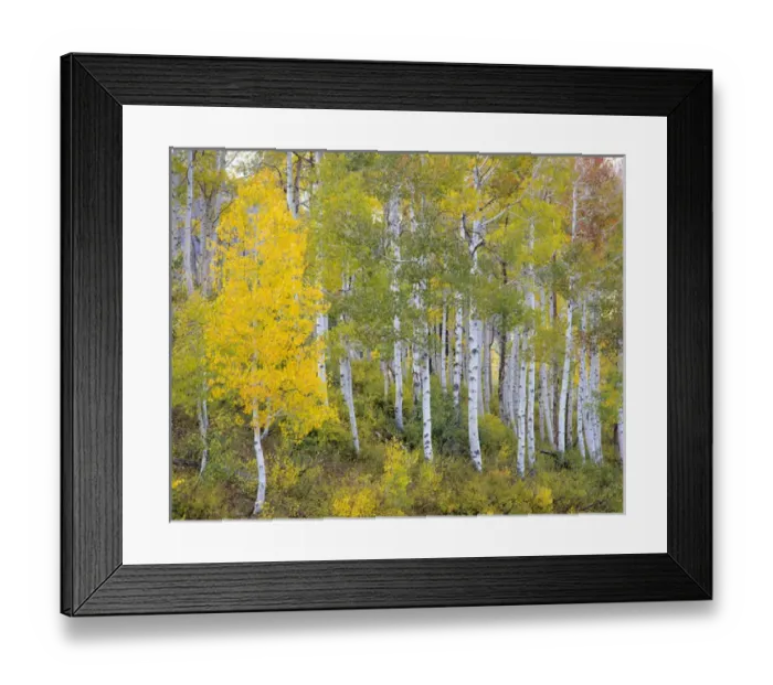 Framed Print : Quaking Aspen (Populus tremuloides). Mt. Nebo Loop, Wasatch Mountains, Utah
