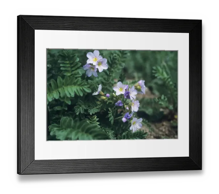 Framed Print : Western Polemonium Jacobs Ladder, Wasatch Mountains, Uinta Wasatch Cache National Forest Framed Print : Western Polemonium Jacobs Ladder, Wasatch Mountains, Uinta Wasatch Cache National Forest