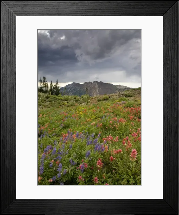 Framed Print : Wildflowers and Mount Superior, Alta Ski Resort, Uinta -Wasatch- Cache National Forest Framed Print : Wildflowers and Mount Superior, Alta Ski Resort, Uinta -Wasatch- Cache National Forest