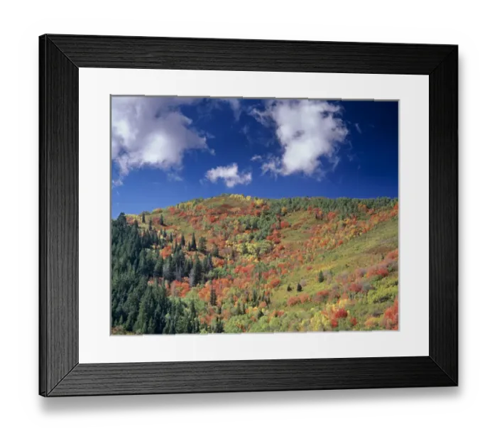 Framed Print : Fall foliage near Kimball Junction and winter sports park, Park City, Utah Framed Print : Fall foliage near Kimball Junction and winter sports park, Park City, Utah