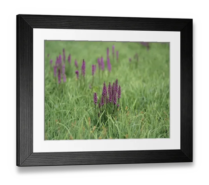 Framed Print : Elephant Head wildflower, near Albion Basin & Catherines Pass, Uinta-Wasatch-Cacne N