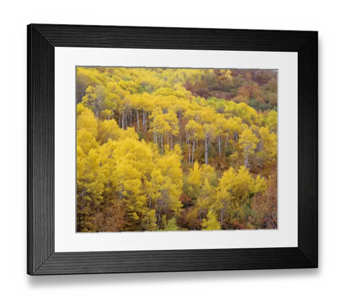 Framed Print : Golden Fall Aspens East Canyon, near Salt Lake City, Utah Framed Print : Golden Fall Aspens East Canyon, near Salt Lake City, Utah