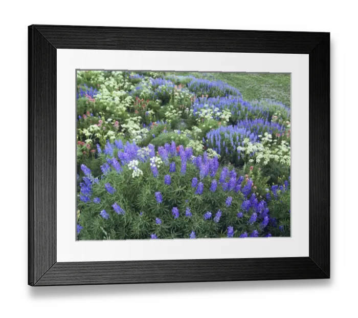 Framed Print : Wildflowers, Blue-Pod Lupine, Lupinus Polphyllus, Cow Parsnip(Heracleum Maximum), Indian Paintbrush Framed Print : Wildflowers, Blue-Pod Lupine, Lupinus Polphyllus, Cow Parsnip(Heracleum Maximum), Indian Paintbrush