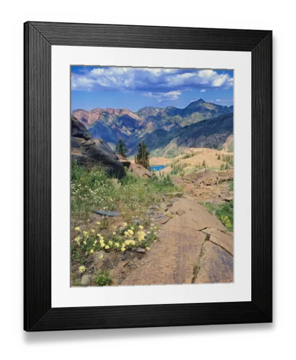 Framed Print : Wildflowers & Quartzite from above Lake Blanche, Twin Peaks Wilderness, Uinta Wasatch-Cache Framed Print : Wildflowers & Quartzite from above Lake Blanche, Twin Peaks Wilderness, Uinta Wasatch-Cache