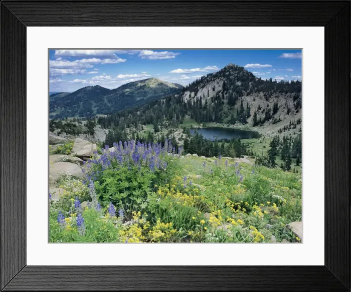 Framed Print : Wildflowers & View of Lake Catherine from Catherines Pass, Uinta Wasatch National Forest Framed Print : Wildflowers & View of Lake Catherine from Catherines Pass, Uinta Wasatch National Forest