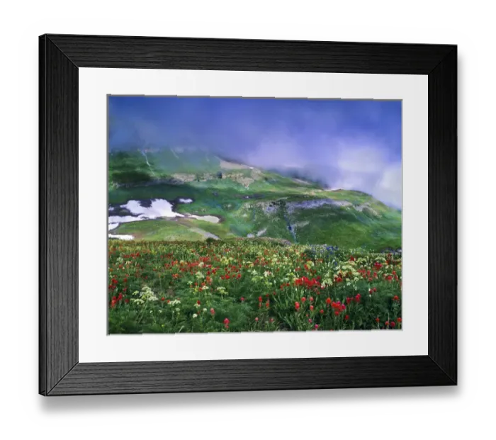 Framed Print : Mosaic of lingering August snow, low clouds and wildflowers on Mt. Timpanogos. Mt Framed Print : Mosaic of lingering August snow, low clouds and wildflowers on Mt. Timpanogos. Mt