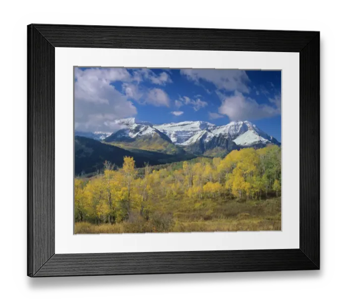 Framed Print : Golden Aspens & Fall, Mt. Timpanogas, Uinta Wasatch Cache-N. F. near Provo, UT Framed Print : Golden Aspens & Fall, Mt. Timpanogas, Uinta Wasatch Cache-N. F. near Provo, UT
