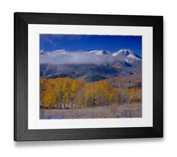 Framed Print : Golden Aspens & Fall, Mt. Timpanogas, Uinta Wasatch Cache-N. F. near Provo, UT Framed Print : Golden Aspens & Fall, Mt. Timpanogas, Uinta Wasatch Cache-N. F. near Provo, UT