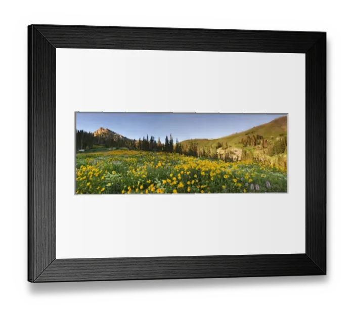Framed Print : Panoramic Field of Wildflowers, Arnica SP, Urticifolia Horse Mint, Cow Parsnip Framed Print : Panoramic Field of Wildflowers, Arnica SP, Urticifolia Horse Mint, Cow Parsnip