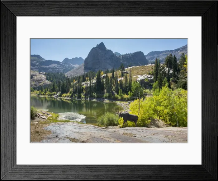 Framed Print : Moose in Uintah Wasatch Cache National Forest, Utah Framed Print : Moose in Uintah Wasatch Cache National Forest, Utah