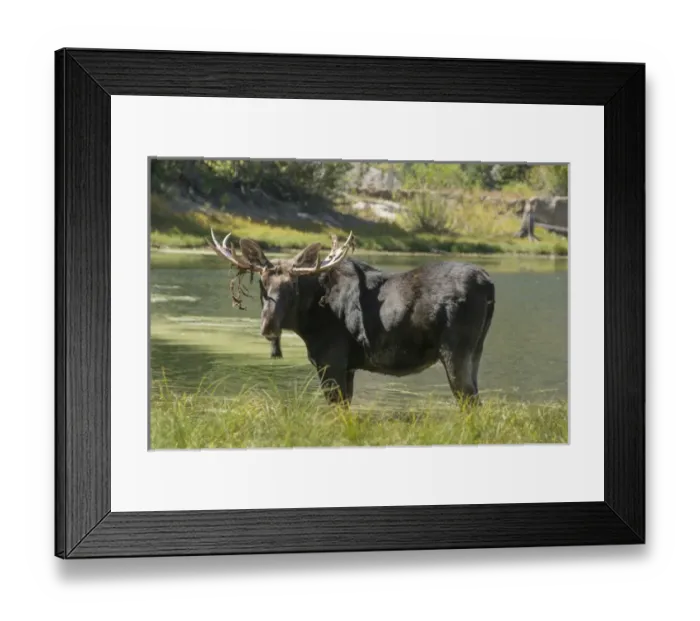 Framed Print : Moose in Uintah Wasatch Cache National Forest, Utah Framed Print : Moose in Uintah Wasatch Cache National Forest, Utah