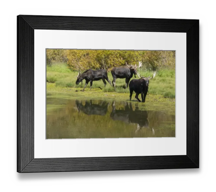Framed Print : Moose in Uintah Wasatch Cache National Forest, Utah Framed Print : Moose in Uintah Wasatch Cache National Forest, Utah