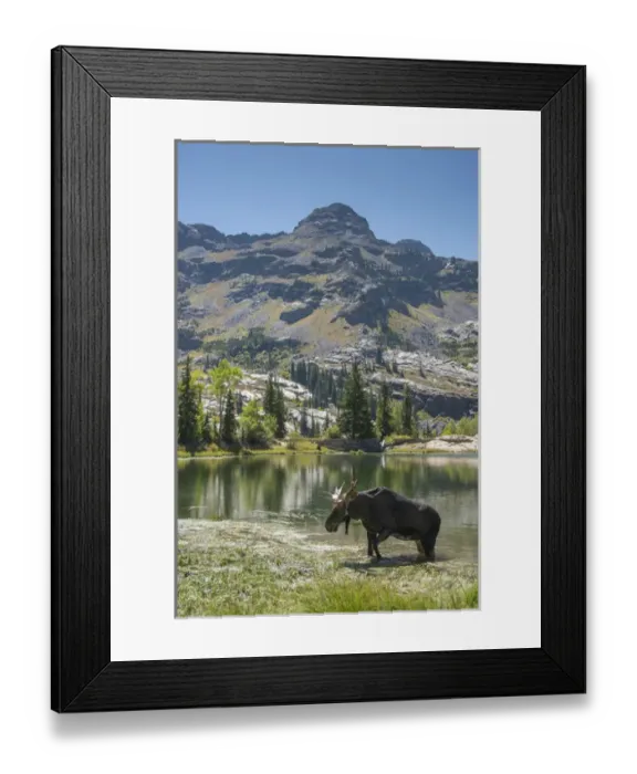 Framed Print : Moose in Uintah Wasatch Cache National Forest, Utah Framed Print : Moose in Uintah Wasatch Cache National Forest, Utah