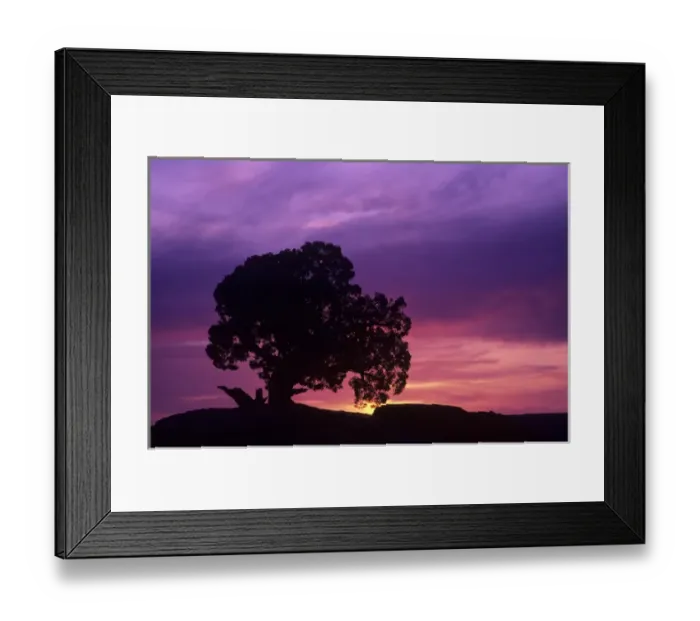 Framed Print : UT, Deadhorse Point State Park, Utah Juniper at sunset Framed Print : UT, Deadhorse Point State Park, Utah Juniper at sunset
